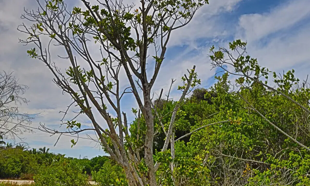commercial_lot_near_blu_zen_009_caye_caulker_belize-1