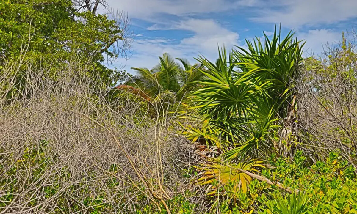 commercial_lot_near_blu_zen_010_caye_caulker_belize-1