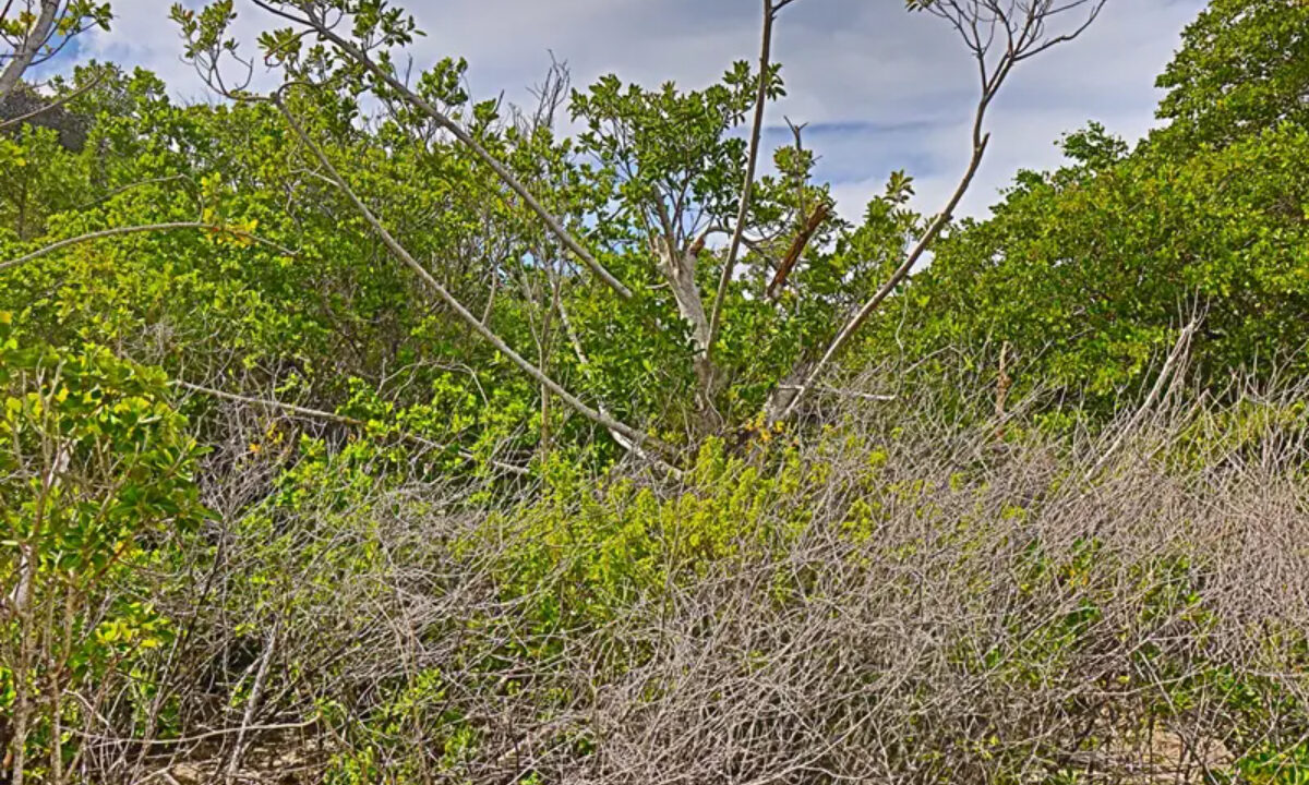 commercial_lot_near_blu_zen_012_caye_caulker_belize-1