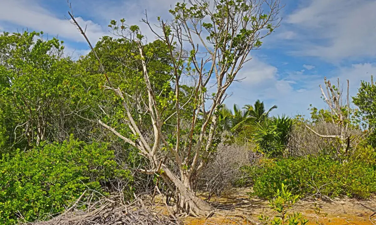 commercial_lot_near_blu_zen_013_caye_caulker_belize-1