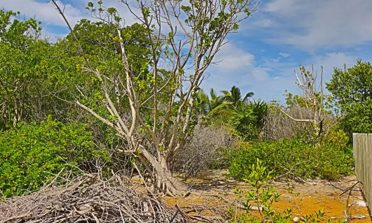 commercial_lot_near_blu_zen_014_caye_caulker_belize-1