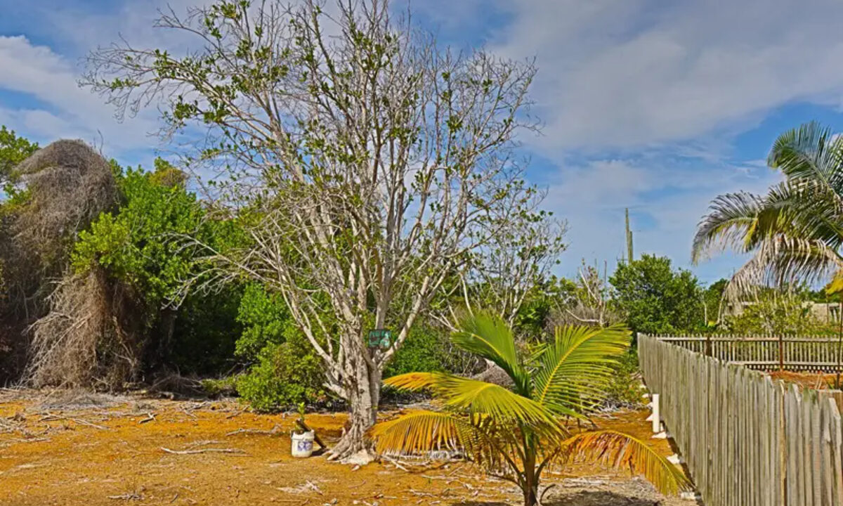 commercial_lot_near_blu_zen_017_caye_caulker_belize-1