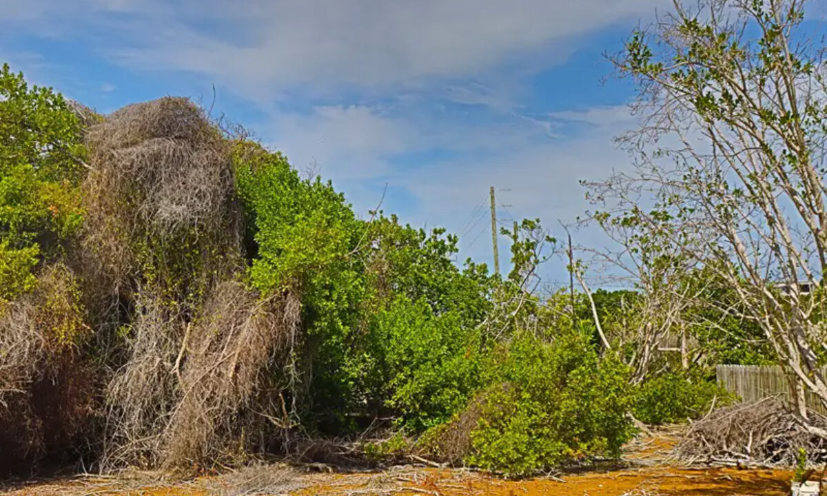 commercial_lot_near_blu_zen_018_caye_caulker_belize-1