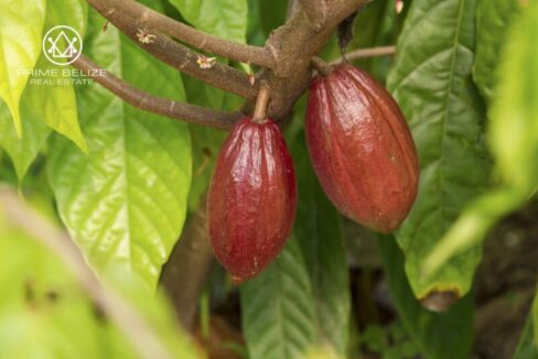PF0058-Cacao-scaled-800x0-c-center