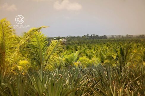PF0058-TexStar-Farm-coconut-and-other-plantation-scaled-800x0-c-center