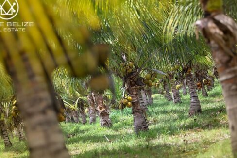 PF0058-TexStar-Farm-coconuts-1170x600-c-center