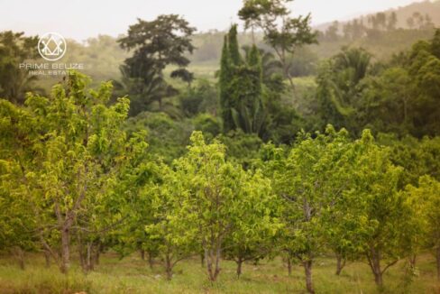 PF0058-TexStar-Farm-other-fruit-trees-scaled-800x0-c-center