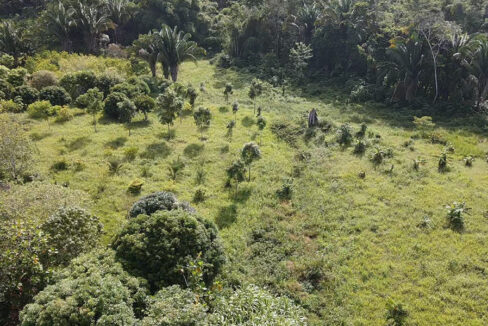 lemon-trees-farm-belize