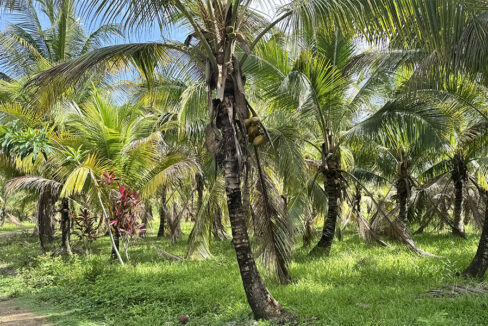 palm-trees-coconut-farm