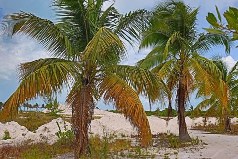 prime_oversized_lot_005_caye_caulker_belize