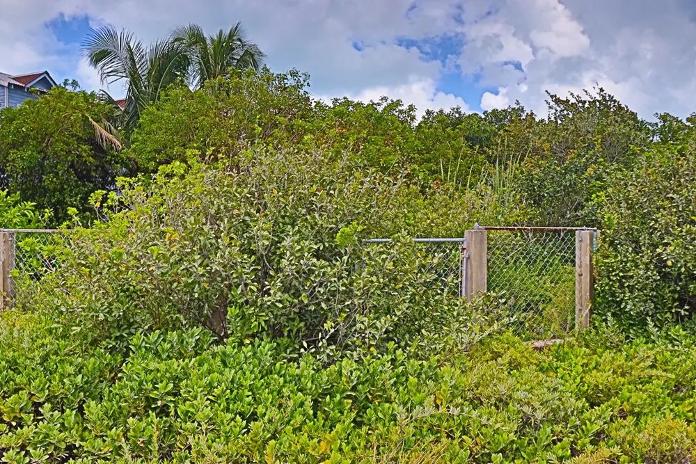 triiple_frontage_lot_002_caye_caulker_belize