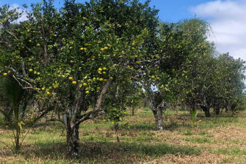 15acres2