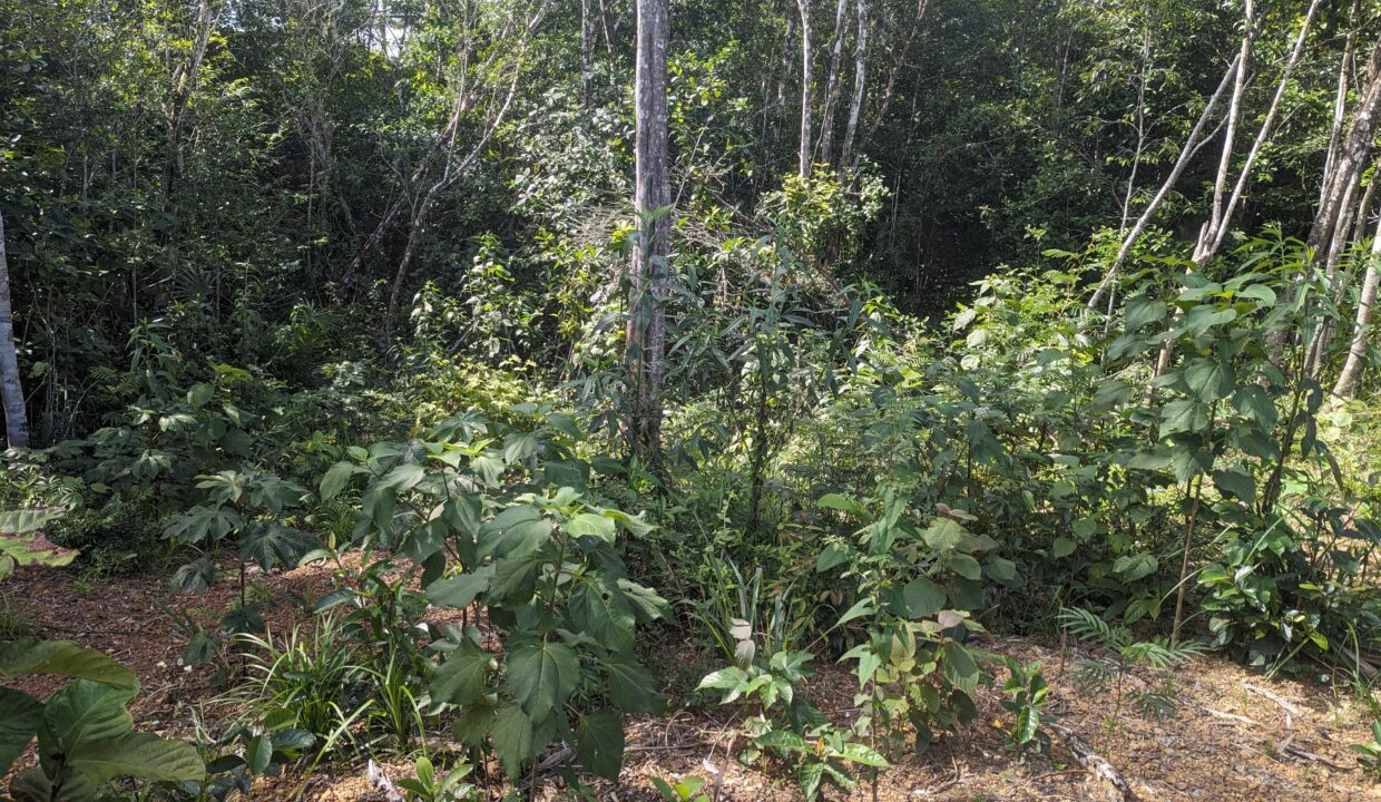 01 - Bush Area