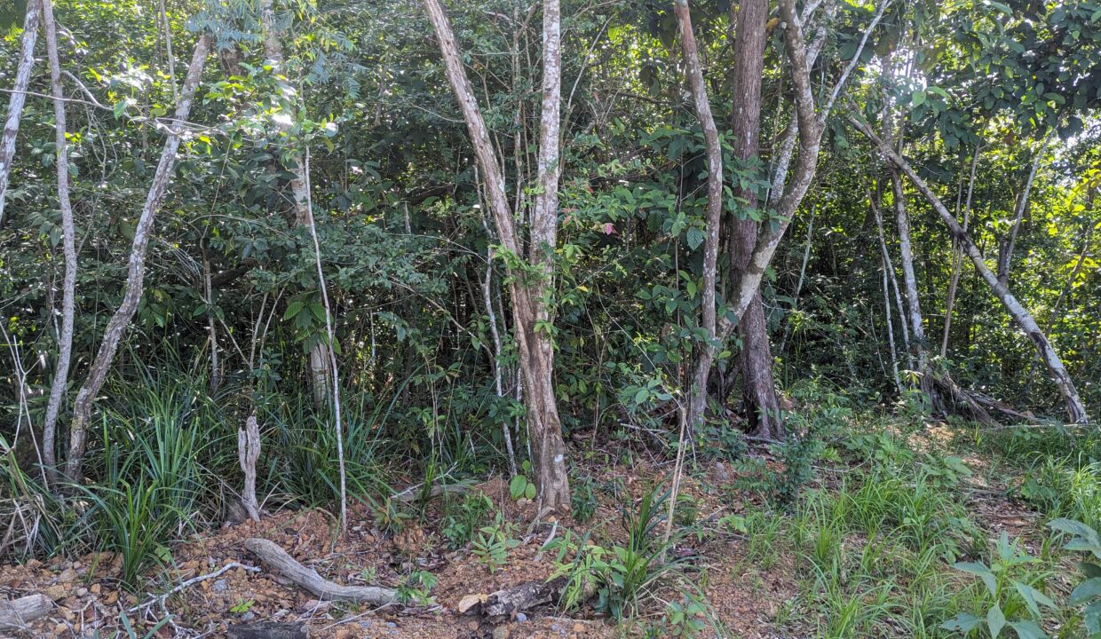 02 - Bush Area
