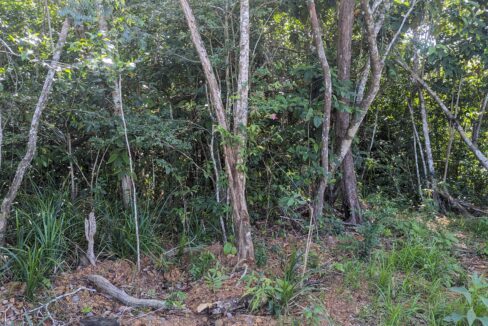 02 - Bush Area