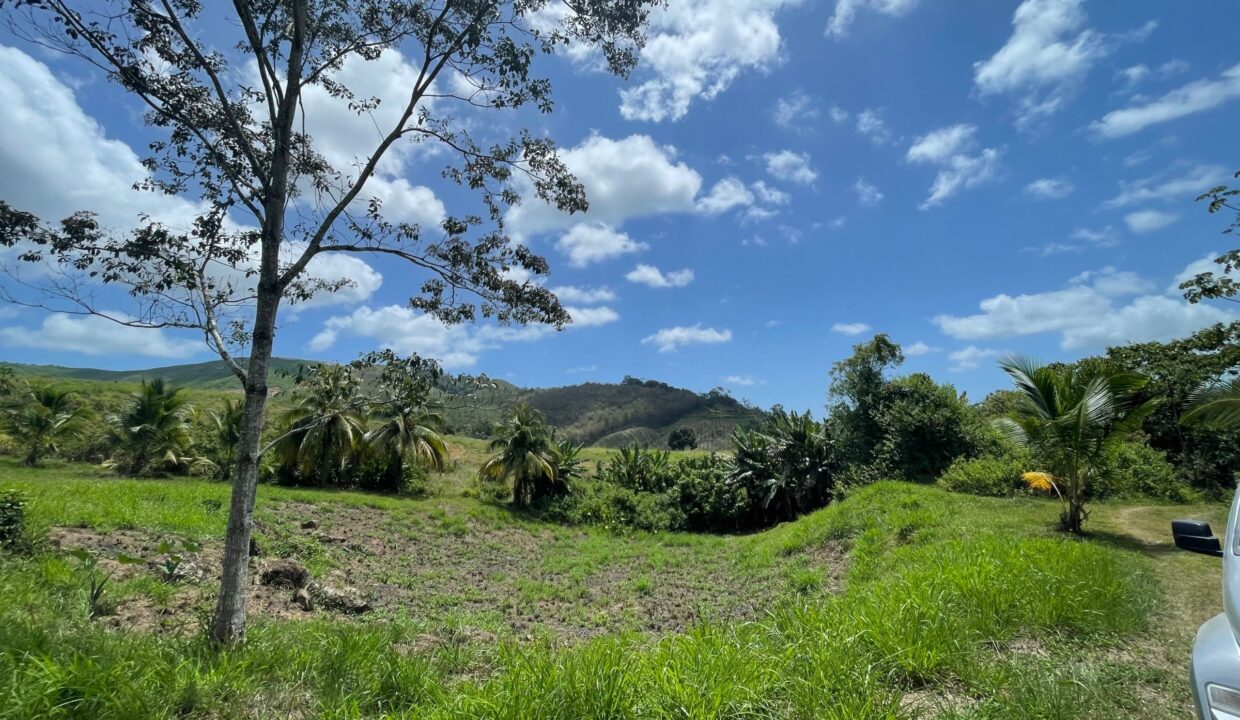 10-acre-Acai-Farm-view-01-scaled