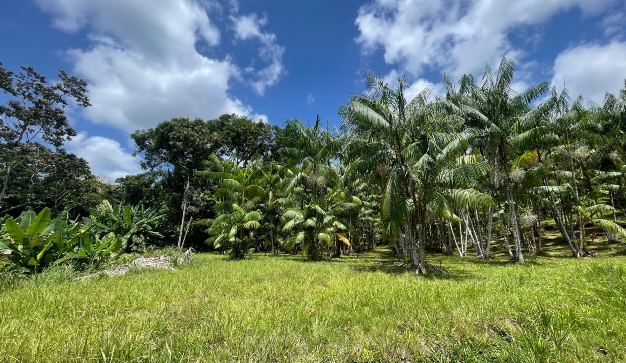 10-acre-Acai-Farm-view-02-scaled
