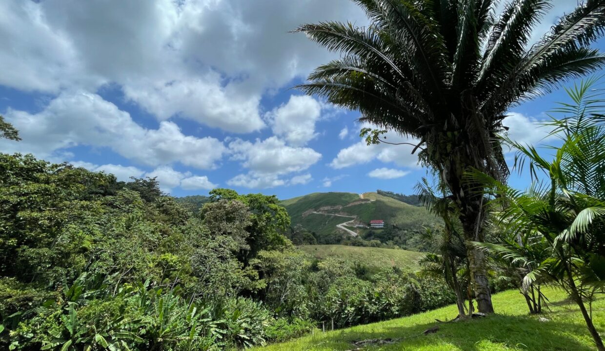 10-acre-Acai-Farm-view-03-scaled