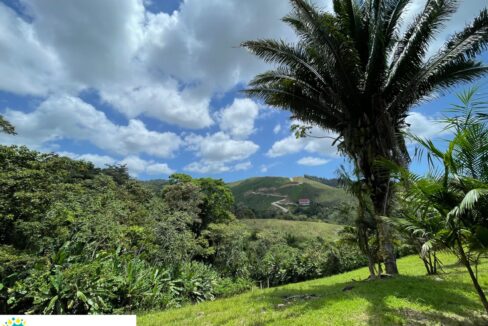 10-acre-Acai-Farm-view-03-scaled