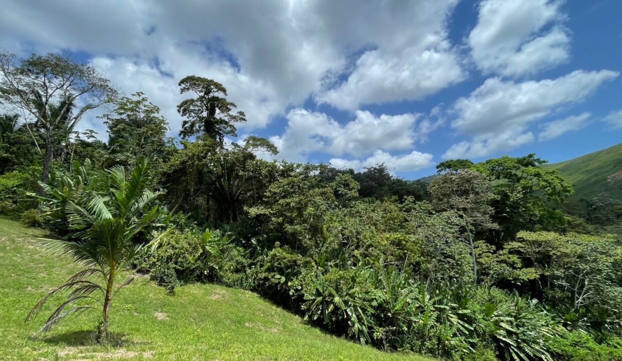10-acre-Acai-Farm-view-04-scaled