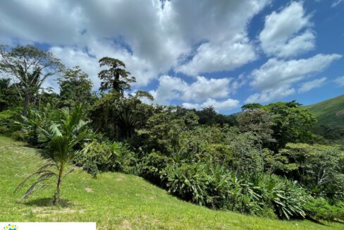 10-acre-Acai-Farm-view-04-scaled