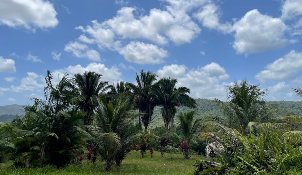 10-acre-Acai-Farm-view-05-scaled