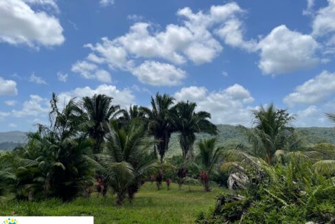 10-acre-Acai-Farm-view-05-scaled