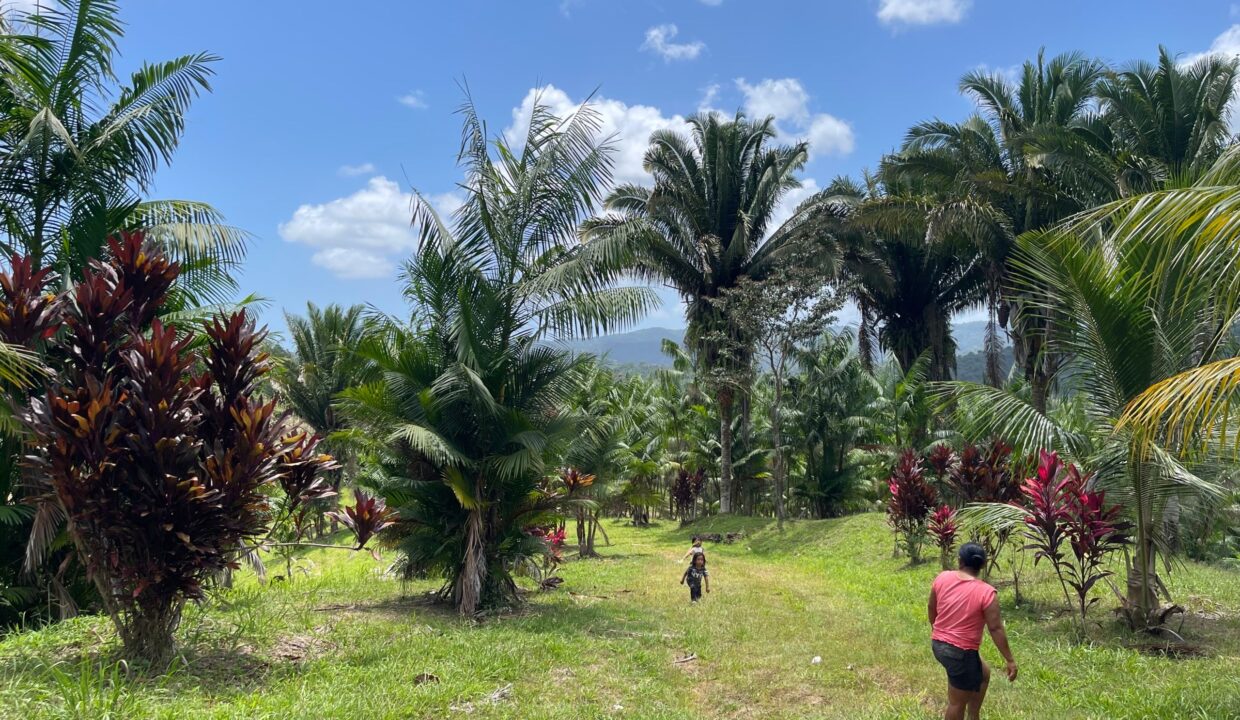 10-acre-Acai-Farm-view-06-scaled