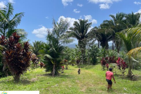 10-acre-Acai-Farm-view-06-scaled