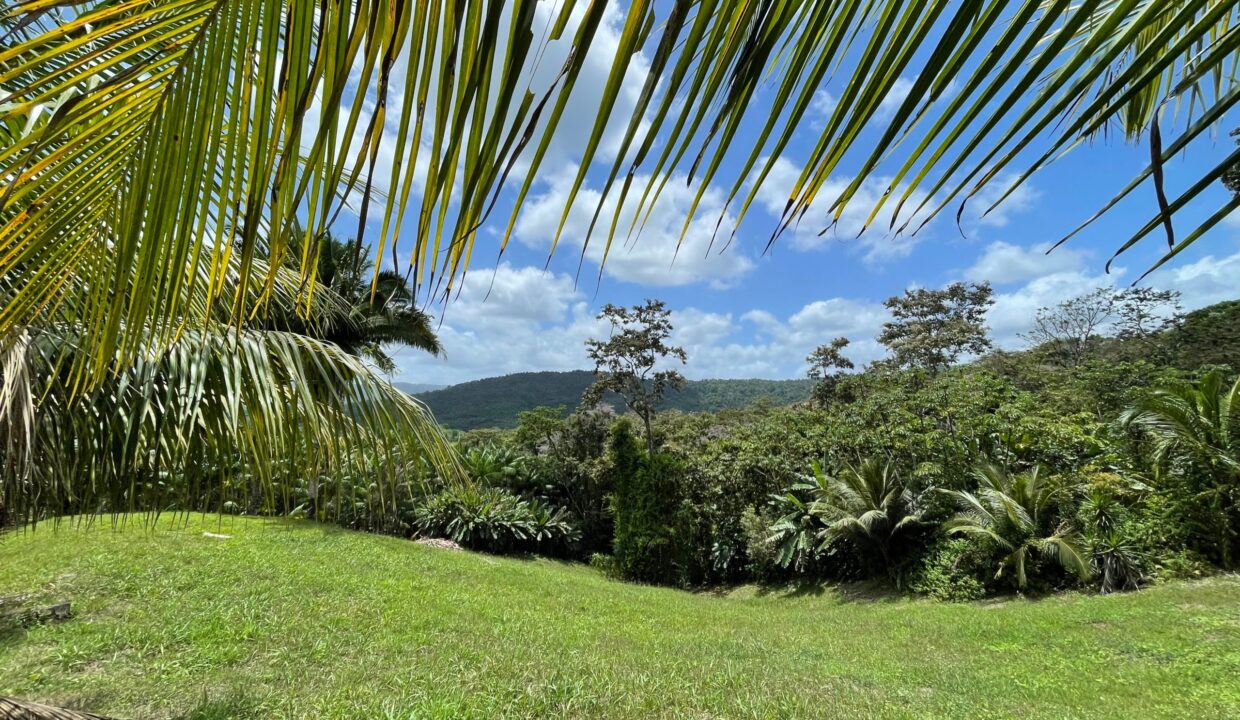 10-acre-Acai-Farm-view-07-scaled