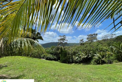 10-acre-Acai-Farm-view-07-scaled