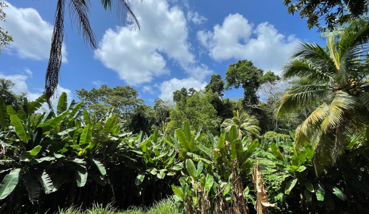 10-acre-Acai-Farm-view-wild-banana-borderline-scaled