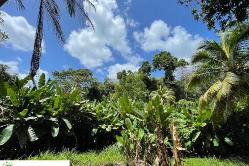 10-acre-Acai-Farm-view-wild-banana-borderline-scaled