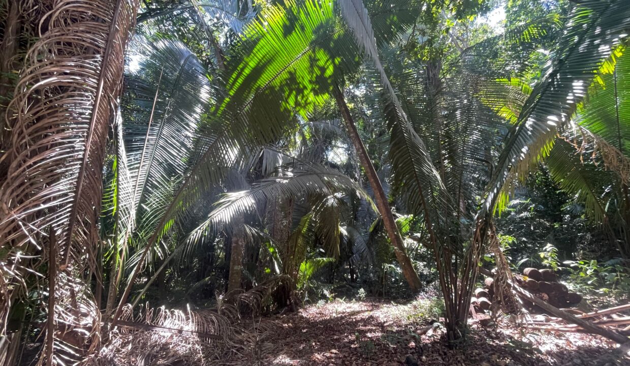 27-PR-H111-JUNGLE-YARD-01-scaled