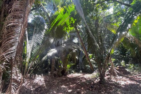 27-PR-H111-JUNGLE-YARD-01-scaled