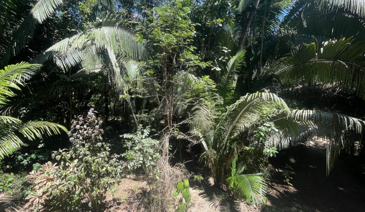 28-PR-H111-JUNGLE-YARD-03-scaled