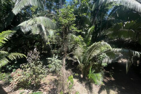 28-PR-H111-JUNGLE-YARD-03-scaled