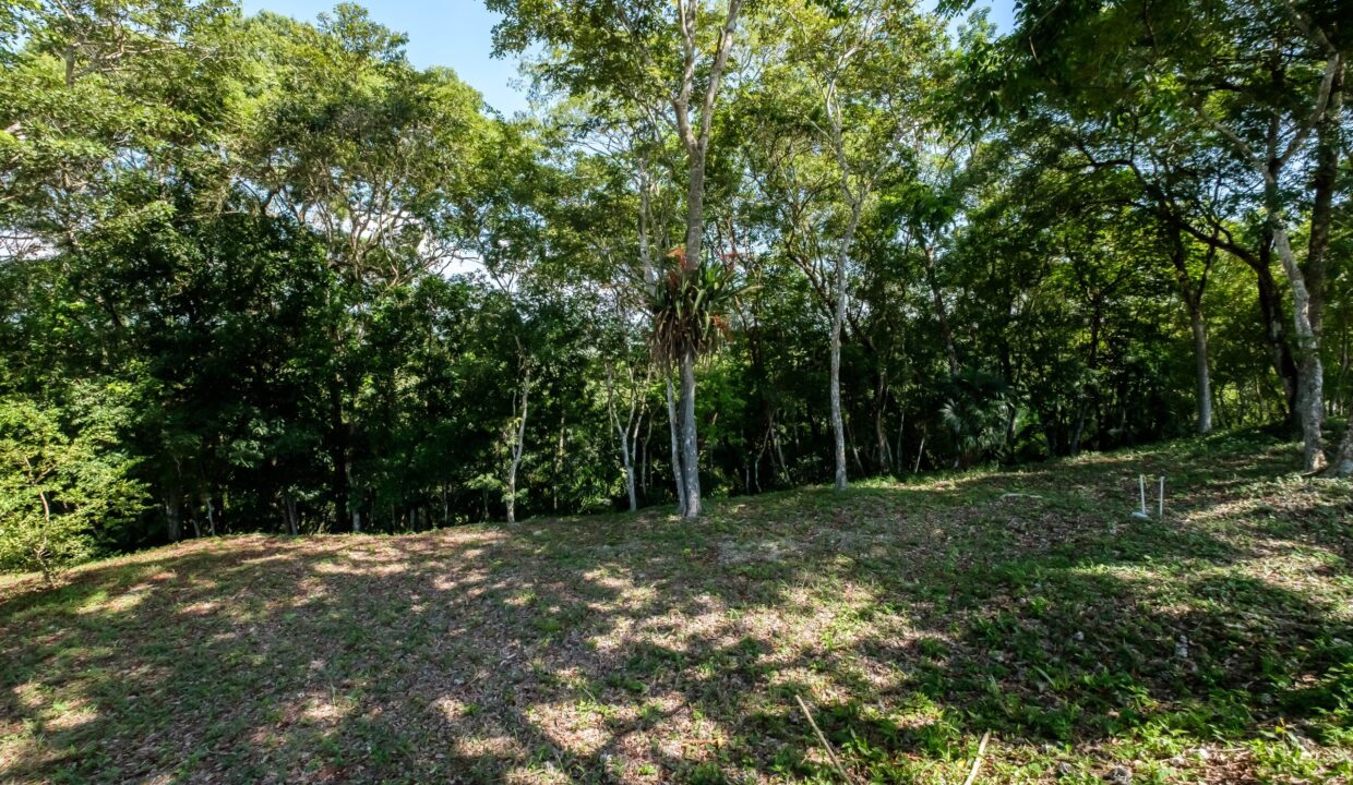 29-Acres-Clearing-September_2025-LIGH9872-HDR-scaled