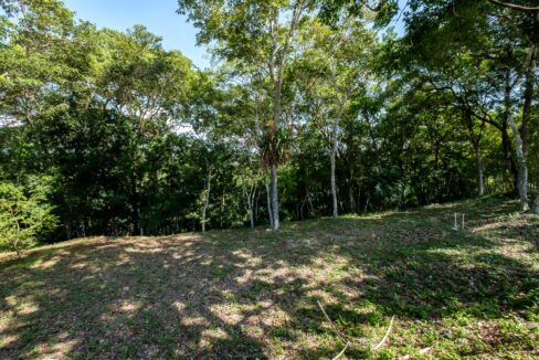 29-Acres-Clearing-September_2025-LIGH9872-HDR-scaled