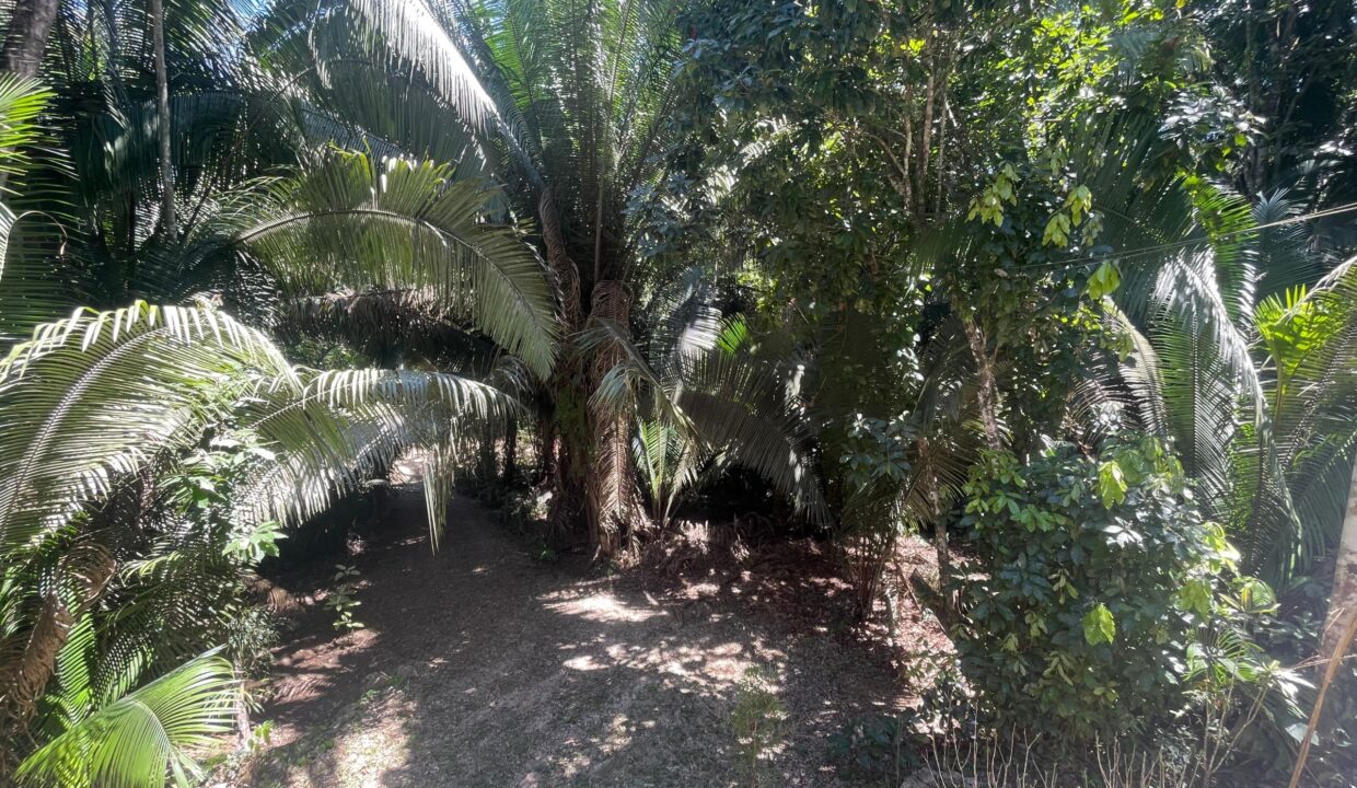 29-PR-H111-JUNGLE-YARD-03-scaled