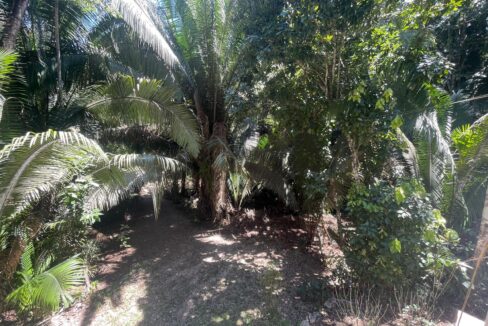 29-PR-H111-JUNGLE-YARD-03-scaled