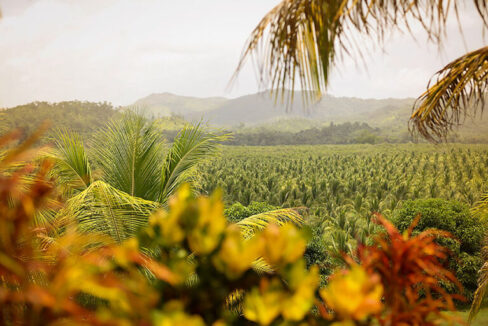Maya-Center-Farm-10-768x512