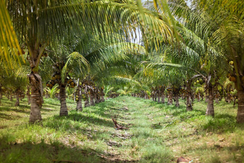 PF0033-TexStar-Farm-Trees-768x512