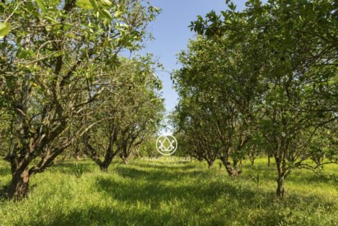 PF0042-Citrus-Trees-scaled-1-768x512