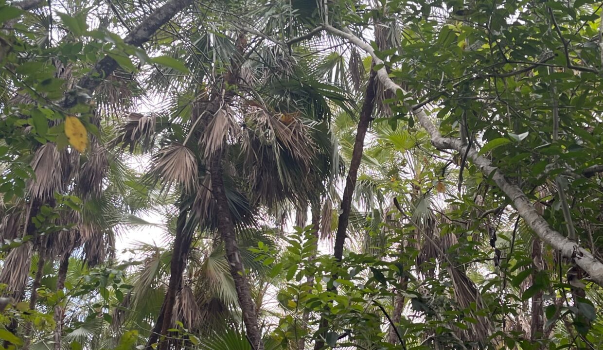 PR-F105-05-Palmetto-Jungle-scaled