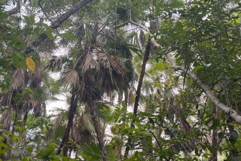 PR-F105-05-Palmetto-Jungle-scaled