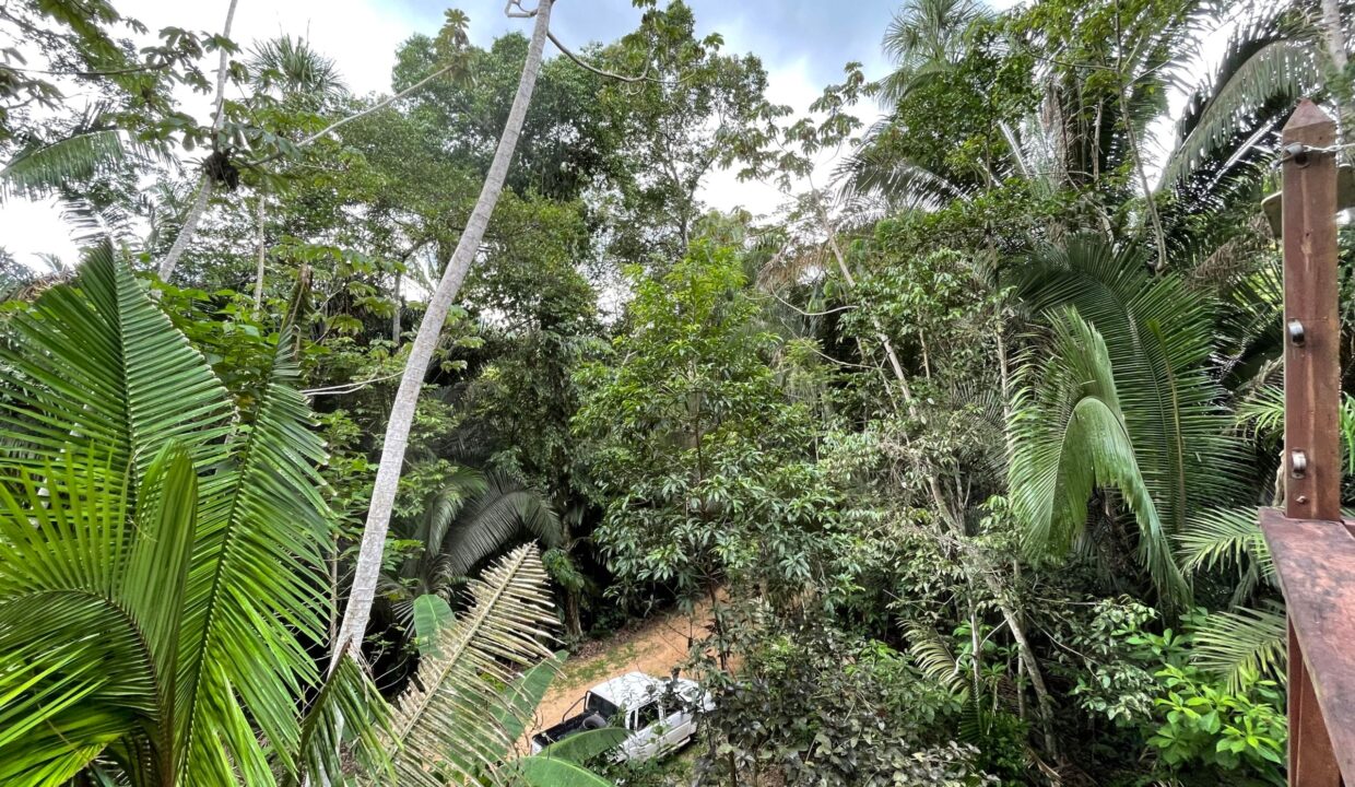 PR-H112-24-Jungle-view-01-scaled