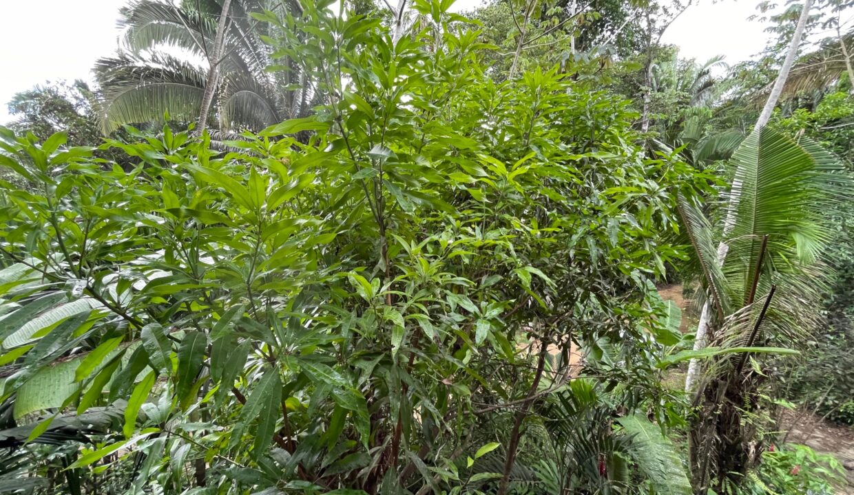 PR-H112-25-Jungle-view-02-scaled