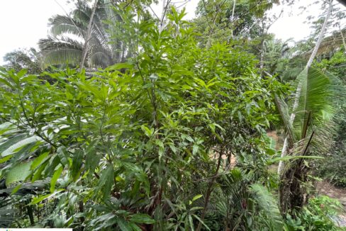 PR-H112-25-Jungle-view-02-scaled