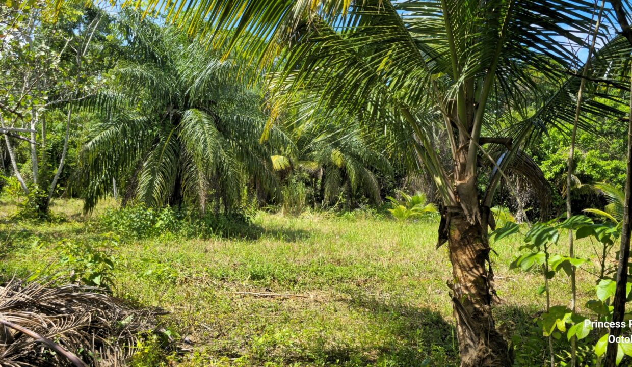 PR-L131-13-Acres-05